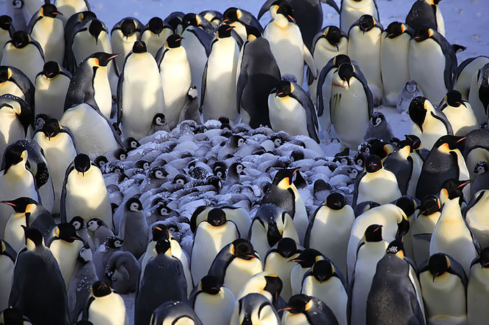 Mamme con le ali: 28 immagini meravigliose dell'amore materno nel mondo animale
