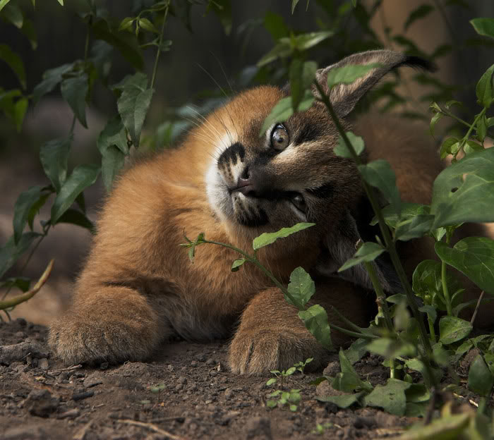 È la razza di gatto più bella del mondo (forse), ma non fatevi ingannare da questi occhi