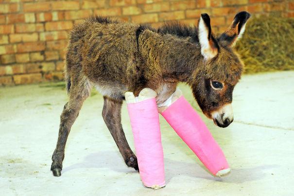 Vita da veterinario: 20 animali dolcissimi salvati e fotografati con le loro fasciature