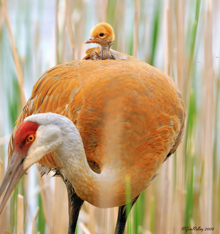 Mamme con le ali: 28 immagini meravigliose dell'amore materno nel mondo animale