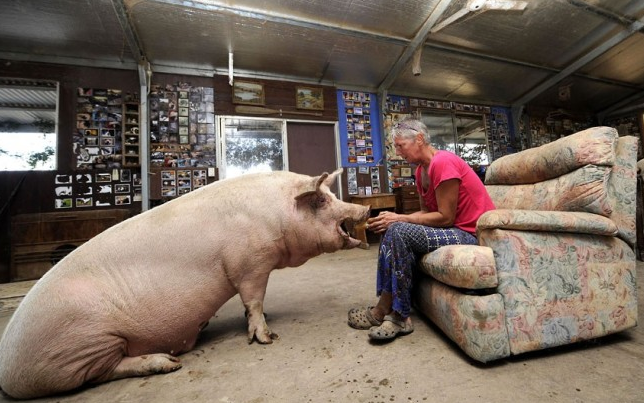 Esther e altri 10 maiali... d'appartamento. Anche i VIP scelgono i "cani rosa"