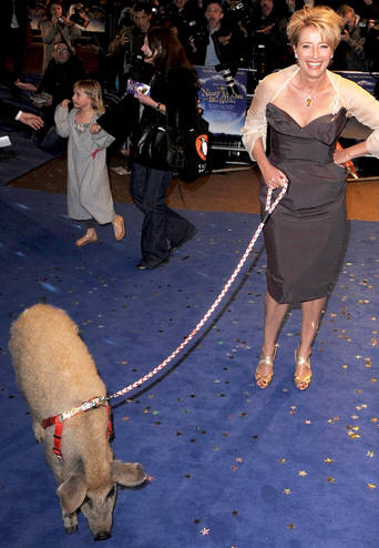 Esther e altri 10 maiali... d'appartamento. Anche i VIP scelgono i "cani rosa"