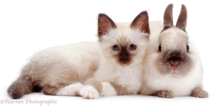20 immagini di gemelli separati alla nascita... e dal DNA!