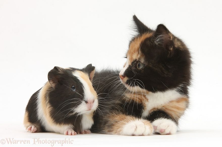 20 immagini di gemelli separati alla nascita... e dal DNA!