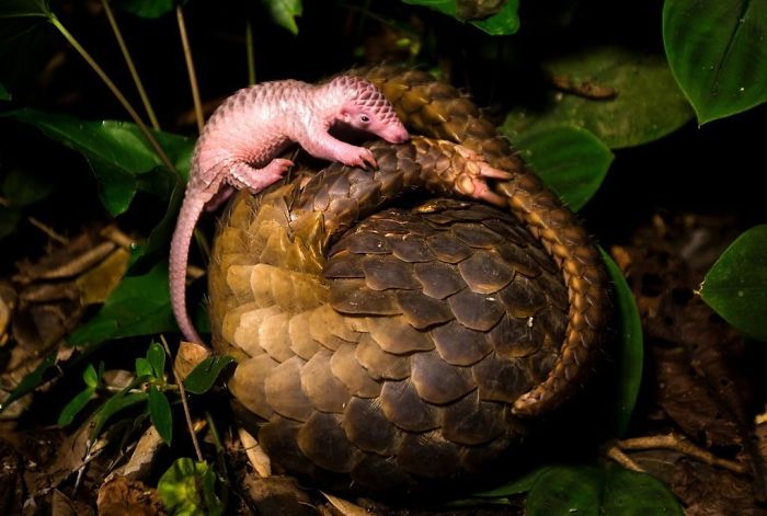 Questo dolcissimo animale esiste davvero? Ecco chi è!