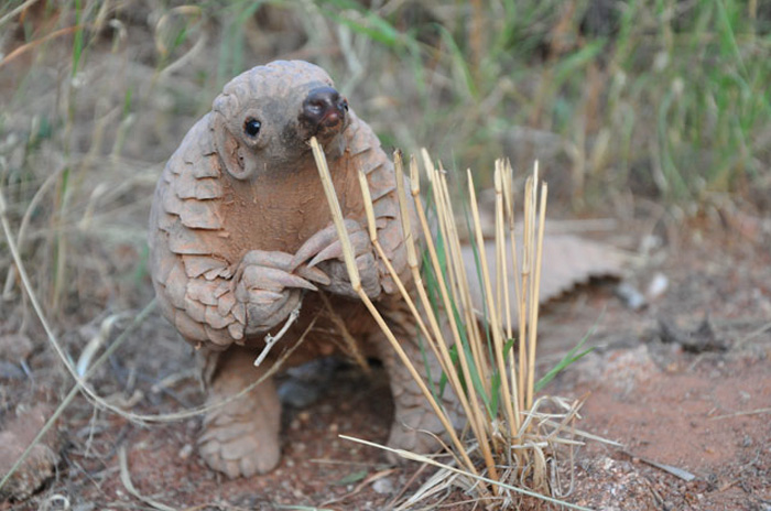 Questo dolcissimo animale esiste davvero? Ecco chi è!