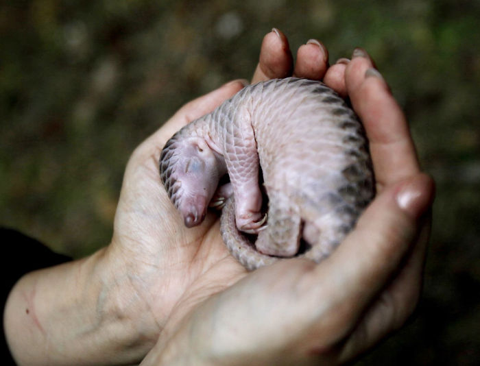 Questo dolcissimo animale esiste davvero? Ecco chi è!