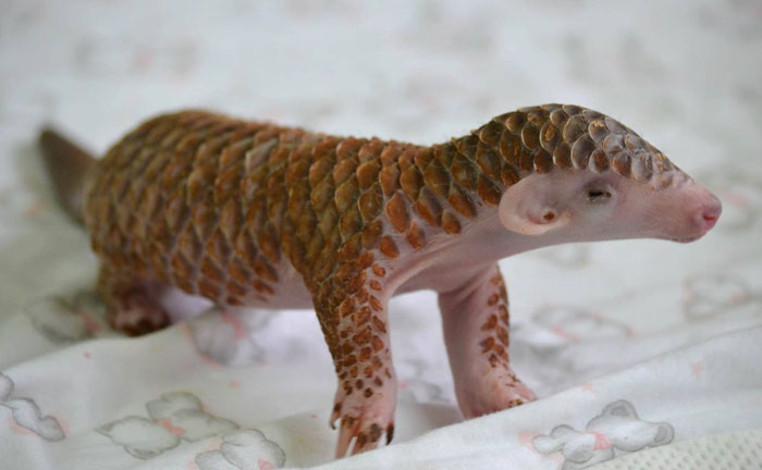 Questo dolcissimo animale esiste davvero? Ecco chi è!