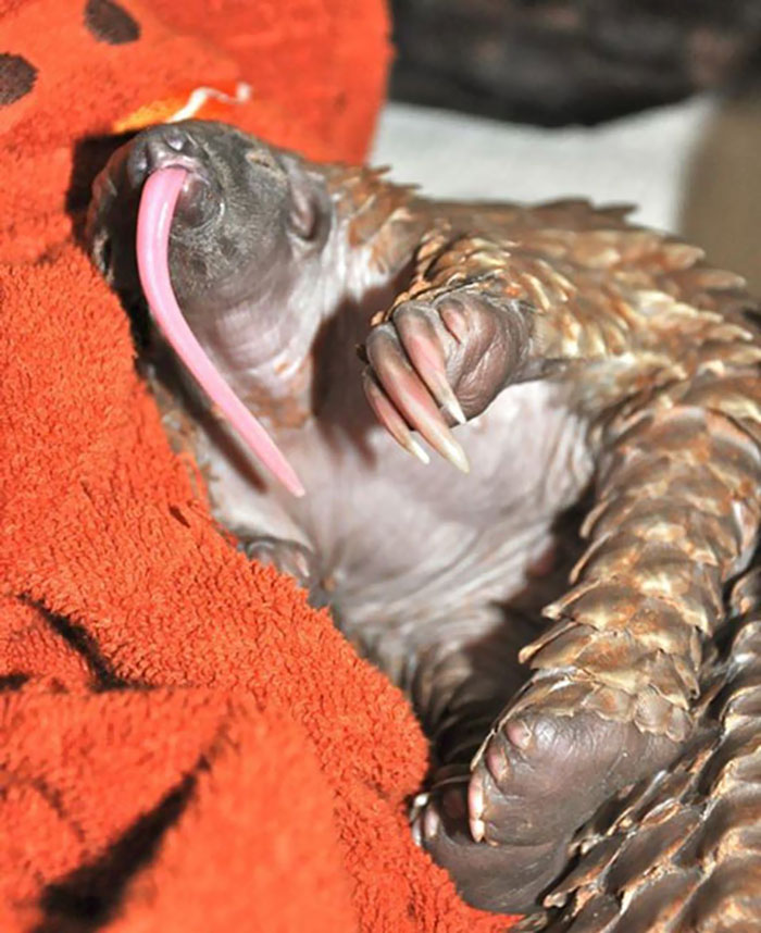 Questo dolcissimo animale esiste davvero? Ecco chi è!