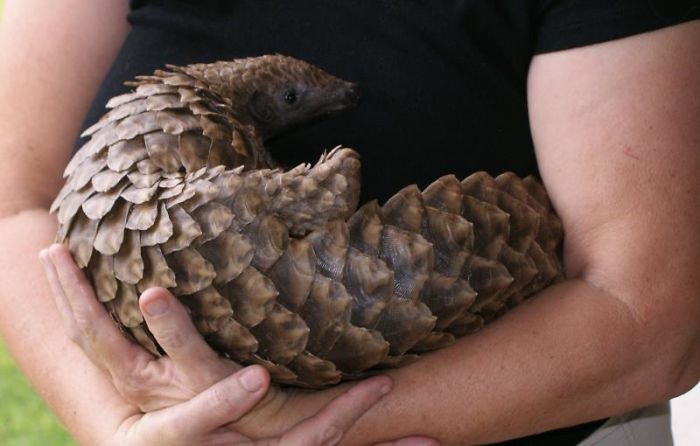 Questo dolcissimo animale esiste davvero? Ecco chi è!