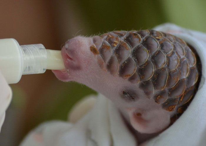 Questo dolcissimo animale esiste davvero? Ecco chi è!