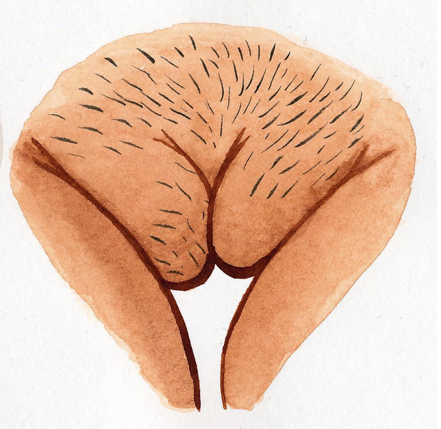 Il profilo Instagram delle vulve per celebrare la diversità delle donne