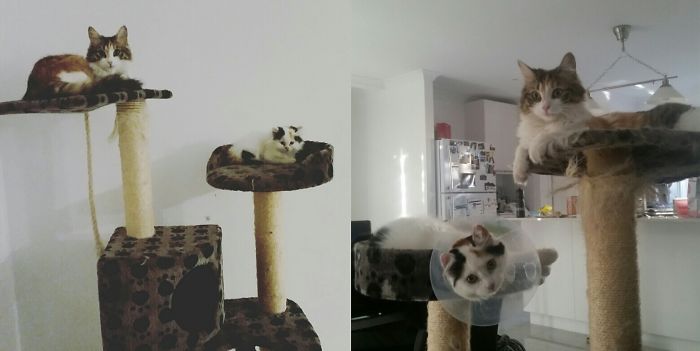 Il prima e il dopo di animali cresciuti insieme