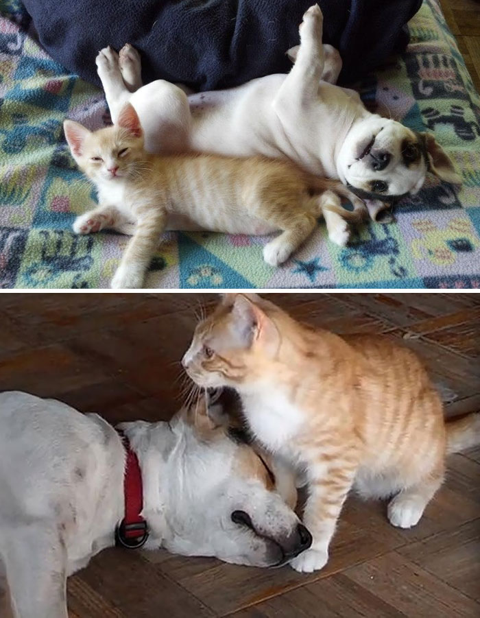 Il prima e il dopo di animali cresciuti insieme