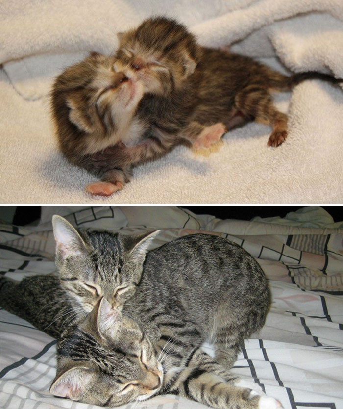 Il prima e il dopo di animali cresciuti insieme
