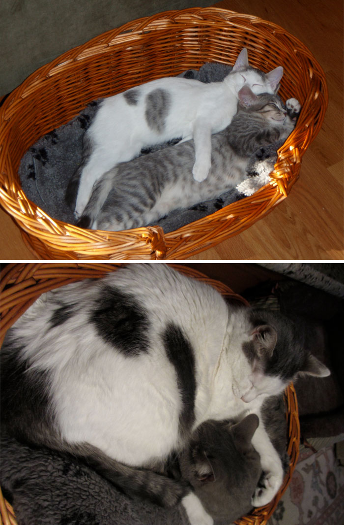 Il prima e il dopo di animali cresciuti insieme