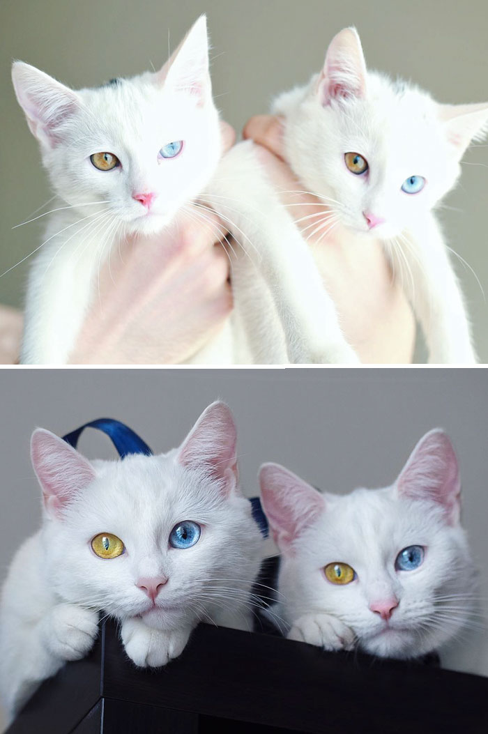 Il prima e il dopo di animali cresciuti insieme