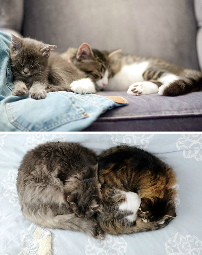 Il prima e il dopo di animali cresciuti insieme