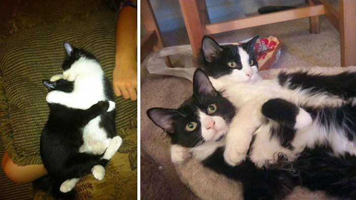 Il prima e il dopo di animali cresciuti insieme