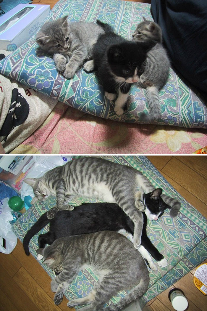 Il prima e il dopo di animali cresciuti insieme