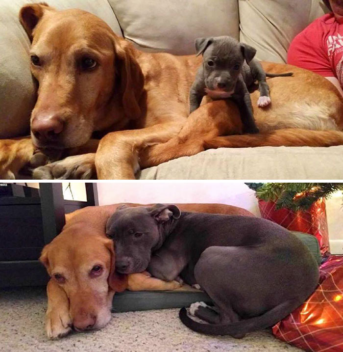 Il prima e il dopo di animali cresciuti insieme