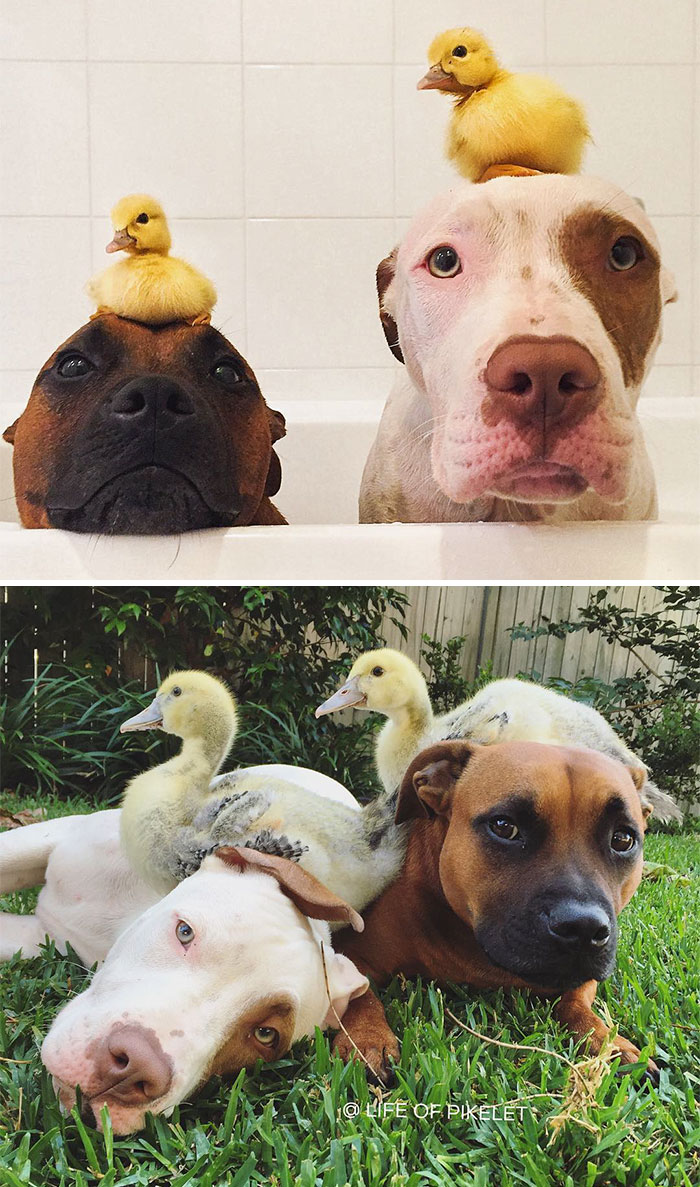 Il prima e il dopo di animali cresciuti insieme