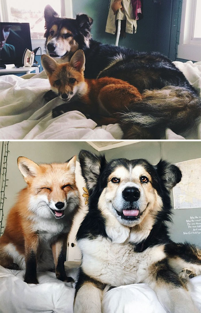 Il prima e il dopo di animali cresciuti insieme