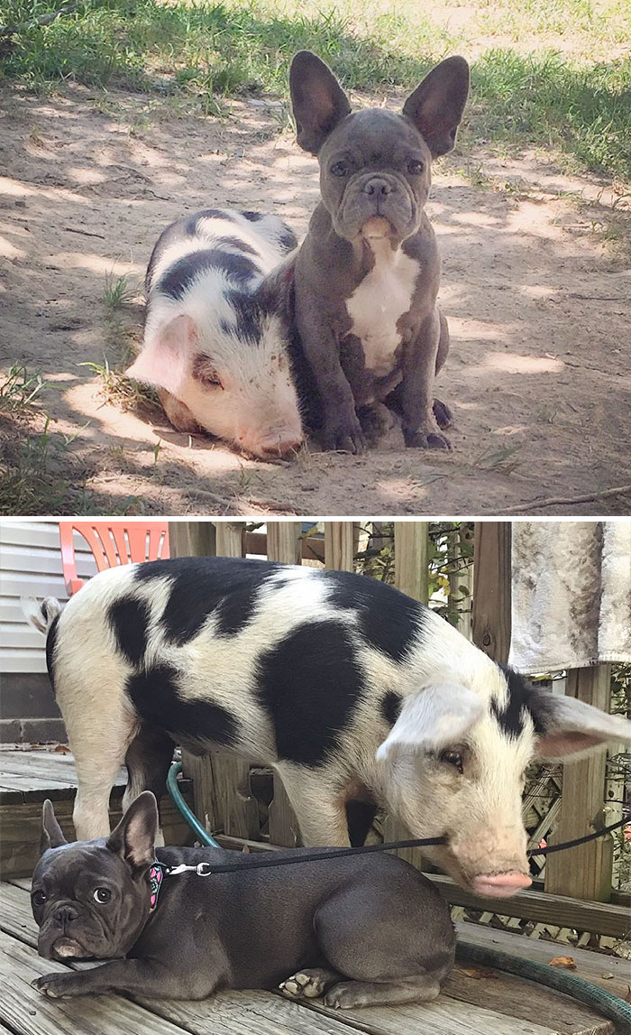 Il prima e il dopo di animali cresciuti insieme