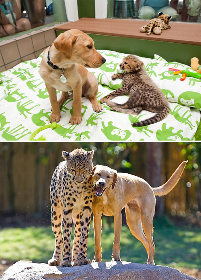 Il prima e il dopo di animali cresciuti insieme