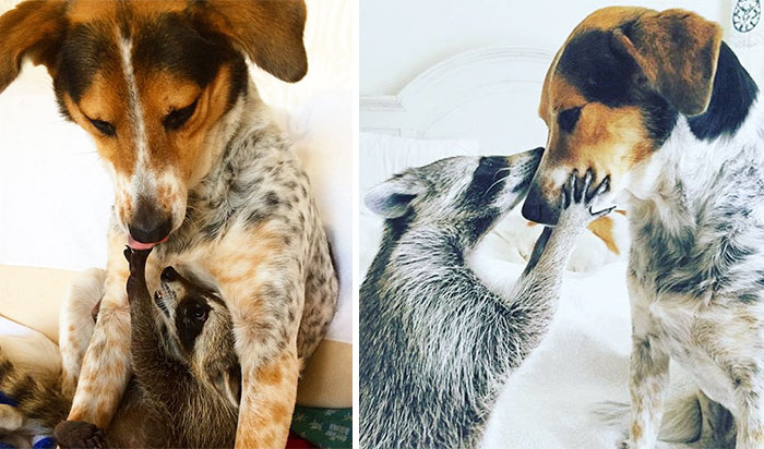Il prima e il dopo di animali cresciuti insieme