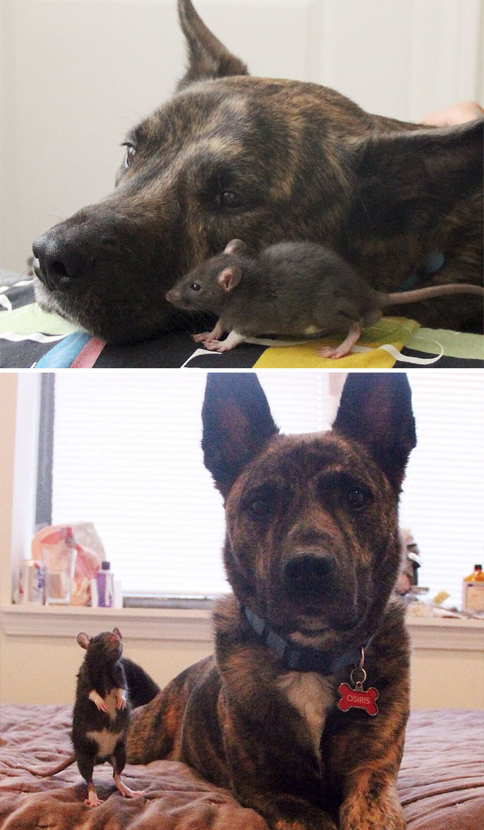 Il prima e il dopo di animali cresciuti insieme