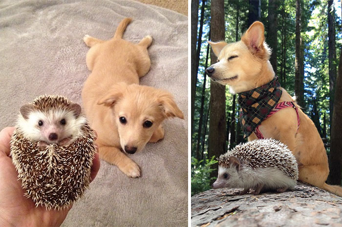 Il prima e il dopo di animali cresciuti insieme