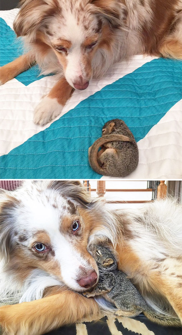 Il prima e il dopo di animali cresciuti insieme