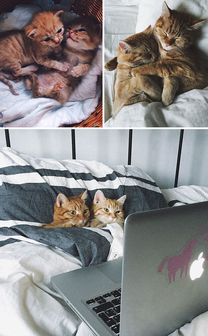 Il prima e il dopo di animali cresciuti insieme