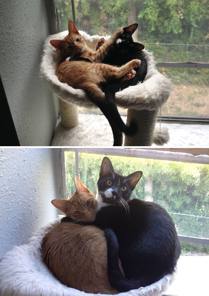 Il prima e il dopo di animali cresciuti insieme