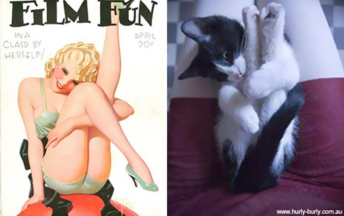 Questi gatti posano come delle vere Pin-up