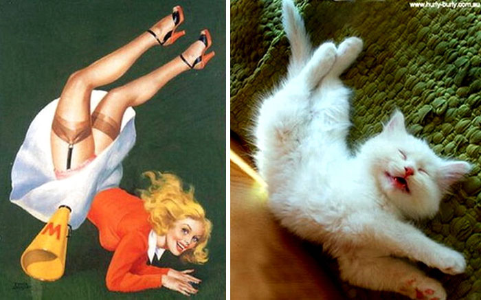 Questi gatti posano come delle vere Pin-up