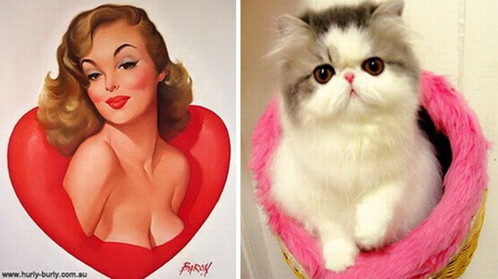 Questi gatti posano come delle vere Pin-up