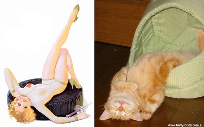 Questi gatti posano come delle vere Pin-up