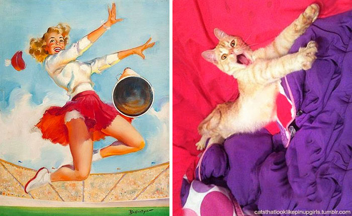 Questi gatti posano come delle vere Pin-up