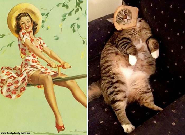 Questi gatti posano come delle vere Pin-up