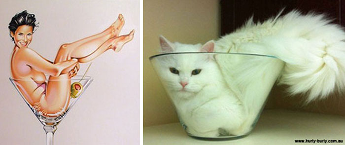 Questi gatti posano come delle vere Pin-up