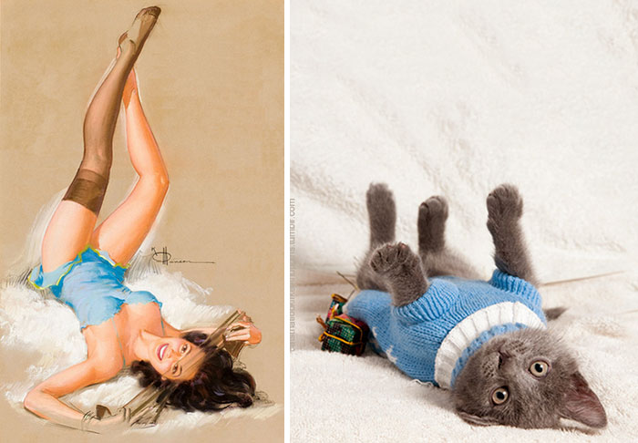 Questi gatti posano come delle vere Pin-up