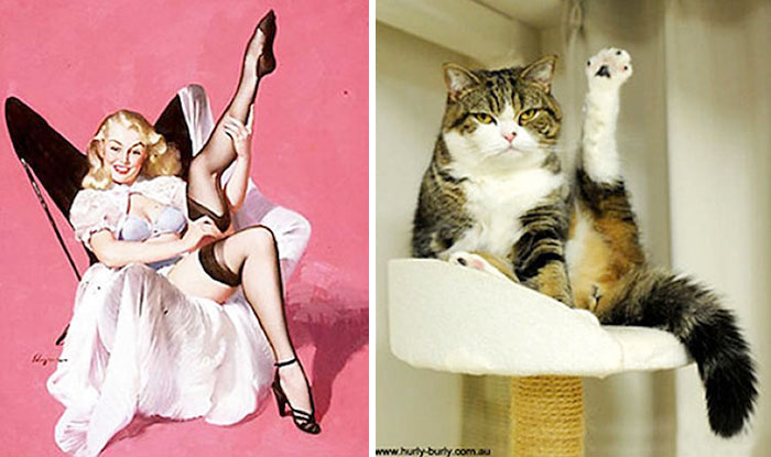 Questi gatti posano come delle vere Pin-up