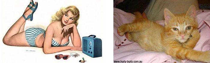 Questi gatti posano come delle vere Pin-up