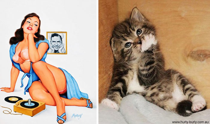 Questi gatti posano come delle vere Pin-up