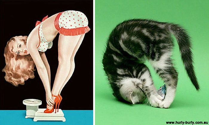 Questi gatti posano come delle vere Pin-up