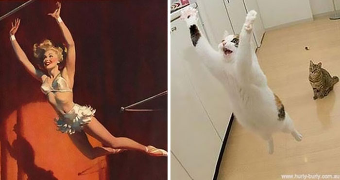 Questi gatti posano come delle vere Pin-up