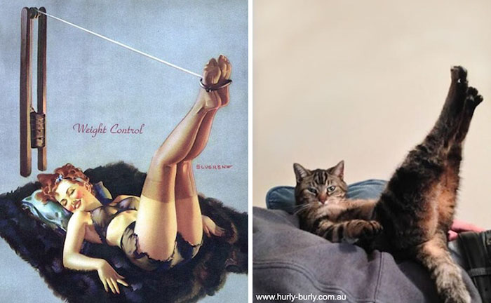 Questi gatti posano come delle vere Pin-up