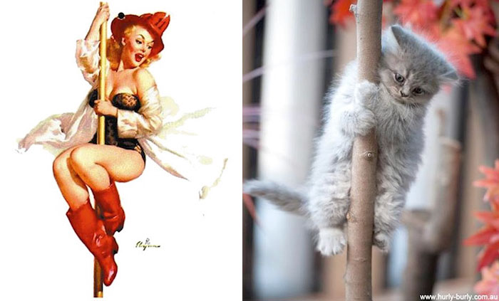 Questi gatti posano come delle vere Pin-up